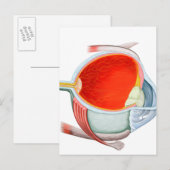 Kruissectie van menselijke ogen briefkaart (Voorkant / Achterkant)