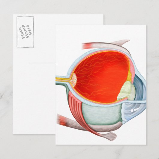 Kruissectie van menselijke ogen briefkaart (Voorkant / Achterkant)