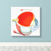 Kruissectie van menselijke ogen canvas afdruk (Insitu (Houten vloer))