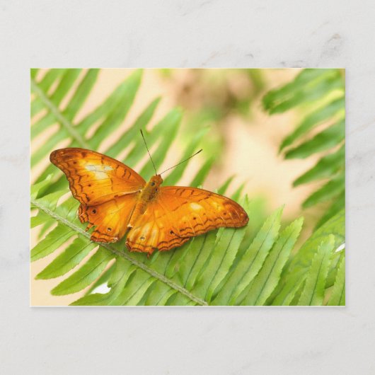 kruisvaarder briefkaart (Voorkant)