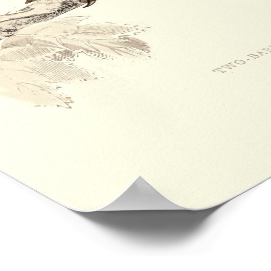 Kruisvogel Poster (Hoek)