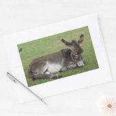 Kruitbruine baby ezel rechthoekige sticker (Envelop)