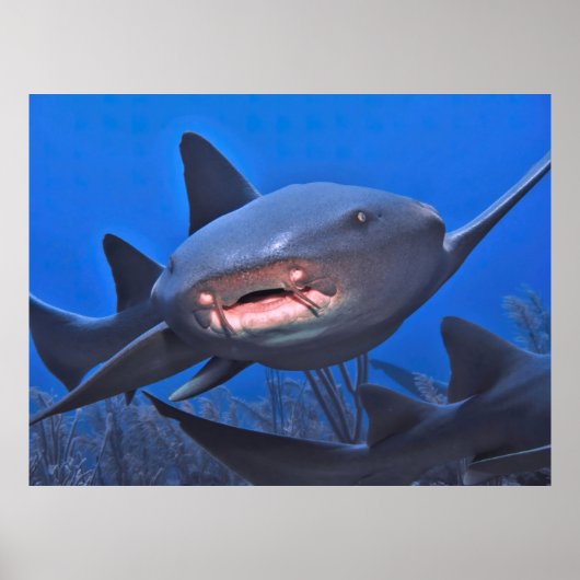 Kruitende zure haai poster (Voorkant)