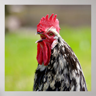 Kruitwortelkraai Poster