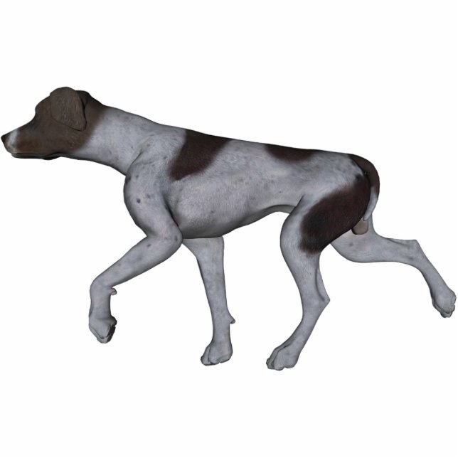 KRW German Shorthaired Pointer Staand Fotobeeldje (Voorkant)