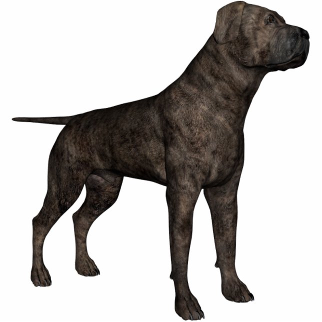 KRW Mastiff Staand Fotobeeldje (Voorkant)