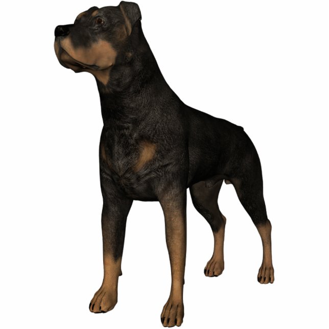 KRW Rottweiler Staand Fotobeeldje (Voorkant)
