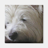 KRW Westie Magnet (Voorkant)