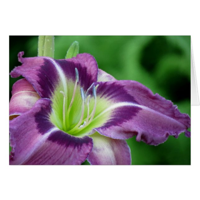 Krypton Core - Daylily (Voorkant Horizontaal)