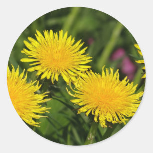 Kticker vier andelions ronde sticker