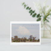 Kubu Island Baobab Tree Baobabs Botswana Scenery Briefkaart (Staand voorkant)