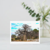 Kubu Island Baobab Tree Baobabs Botswana Scenery Briefkaart (Staand voorkant)