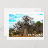 Kubu Island Baobab Tree Baobabs Botswana Scenery Briefkaart (Voorkant / Achterkant)