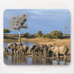 Kudde Afrikaanse Bosolifanten (Loxodonta Africana) Muismat