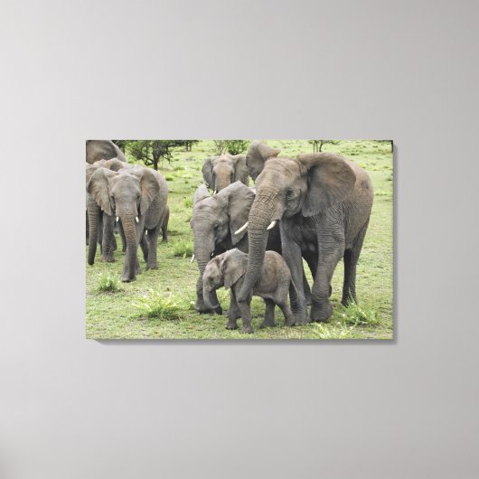 Kudde Afrikaanse Olifanten Canvas Afdruk (Voorkant)