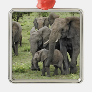 Kudde Afrikaanse olifanten, Loxodonta africana, 2 Metalen Ornament