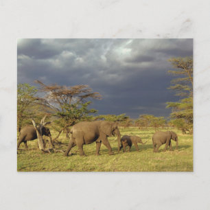 Kudde Afrikaanse olifanten, Loxodonta africana, Briefkaart