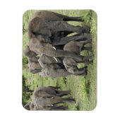 Kudde Afrikaanse Olifanten Magneet (Verticaal)