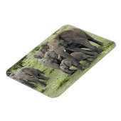 Kudde Afrikaanse Olifanten Magneet (Linkerzijde)