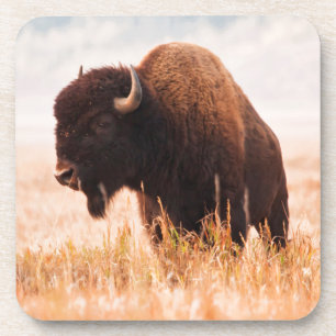 Kudde Amerikaanse Bizons (Bison Bison) In Teton 2 Bier Onderzetter