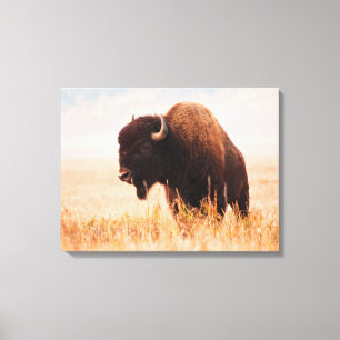 Kudde Amerikaanse Bizons (Bison Bison) In Teton 2 Canvas Afdruk