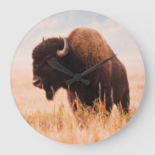 Kudde Amerikaanse Bizons (Bison Bison) In Teton 2 Grote Klok