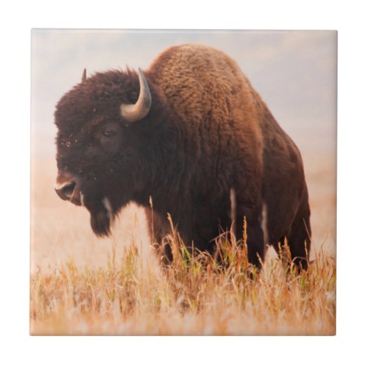 Kudde Amerikaanse Bizons (Bison Bison) In Teton 2 Tegeltje (Voorkant)