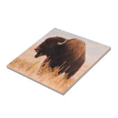 Kudde Amerikaanse Bizons (Bison Bison) In Teton 2 Tegeltje (Zijkant)