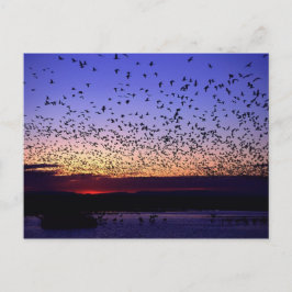 Kudde bij zonsopgang briefkaart
