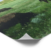Kudde bizons graast op prairiegras bij Theodore Poster (Hoek)