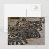 Kudde Burchell's zebra's drinkend uit Mara Briefkaart (Voorkant / Achterkant)
