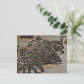 Kudde Burchell's zebra's drinkend uit Mara Briefkaart (Staand voorkant)
