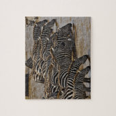 Kudde Burchell's zebra's drinkend uit Mara Legpuzzel (Verticaal)