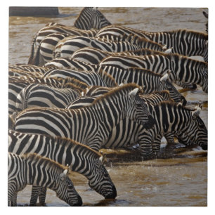 Kudde Burchell's zebra's drinkend uit Mara Tegeltje