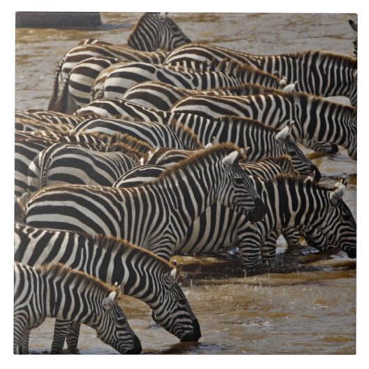 Kudde Burchell's zebra's drinkend uit Mara Tegeltje (Voorkant)