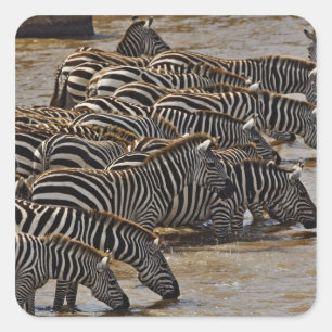 Kudde Burchell's zebra's drinkend uit Mara Vierkante Sticker