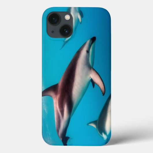 Kudde donkere dolfijnen voor de kust van Kaikoura Case-Mate iPhone Case (Achterkant)