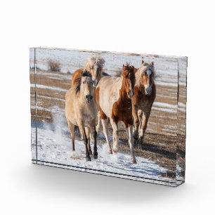 Kudde gemengde paarden die in de sneeuw rennen fotoblokken