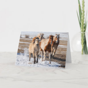 Kudde gemengde paarden die in de sneeuw rennen kaart