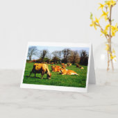 Kudde Jersey koeien Kaart (Gele Bloem)