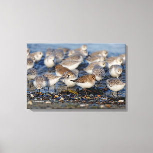 Kudde Kanoeten en Drieteenstrandlopers op het Stra Canvas Afdruk
