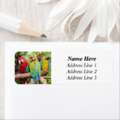 Kudde kleurrijke Macaw papegaaien Retouradres Etiket (Insitu)