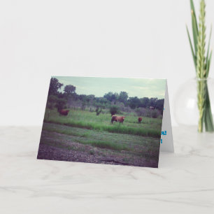 " Kudde Koeien" Verjaardagskaart Kaart