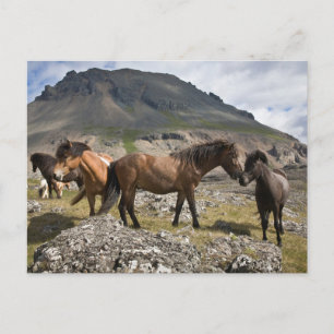 Kudde paarden bij Hofn, IJsland Briefkaart