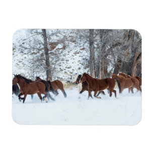 Kudde paarden die in de sneeuw rennen magneet