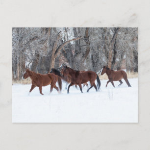 Kudde paarden die in de sneeuw van de winter renne briefkaart