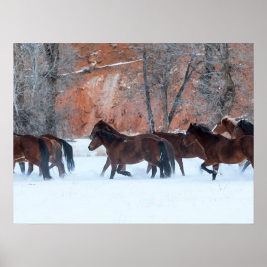 Kudde paarden rennend in de sneeuw poster (Voorkant)
