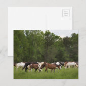Kudde paarden, Tennessee Briefkaart (Voorkant / Achterkant)