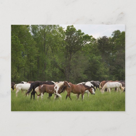 Kudde paarden, Tennessee Briefkaart (Voorkant)