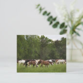 Kudde paarden, Tennessee Briefkaart (Staand voorkant)